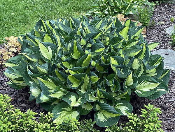 Hosta 'Whirlwind'