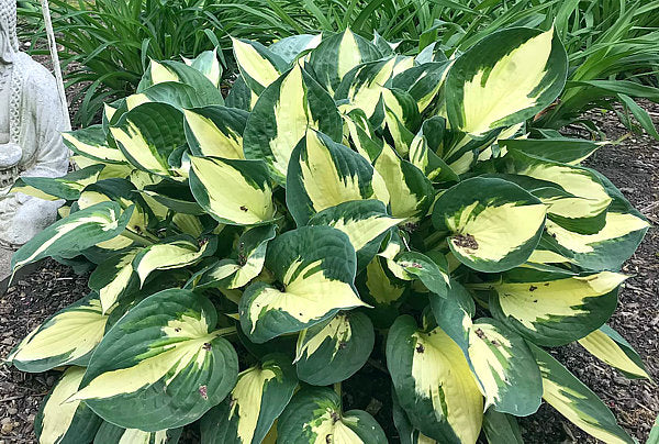 Hosta 'Whirlwind'