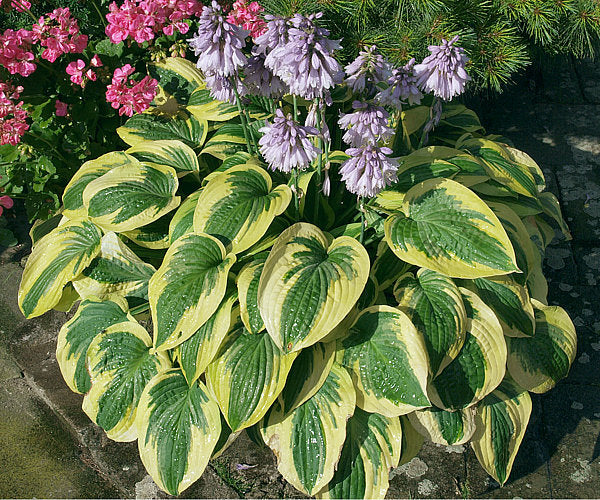 Hosta 'Wide Brim'