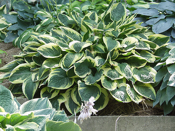 Hosta 'Wide Brim'