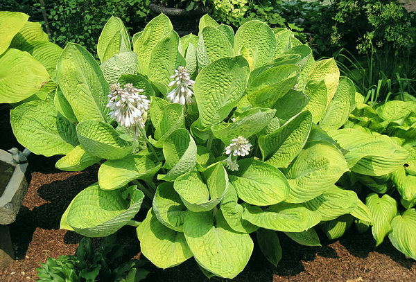 Hosta 'World Cup'