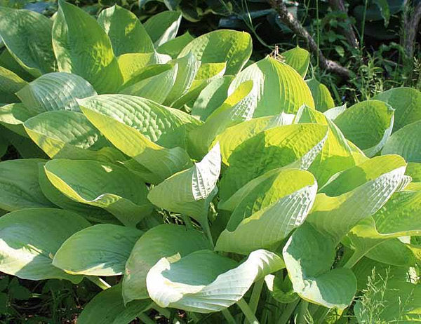 Hosta 'World Cup'