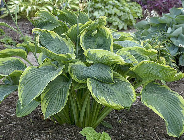 Hosta 'Wu La La'