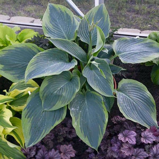 Hosta 'Wu La La'