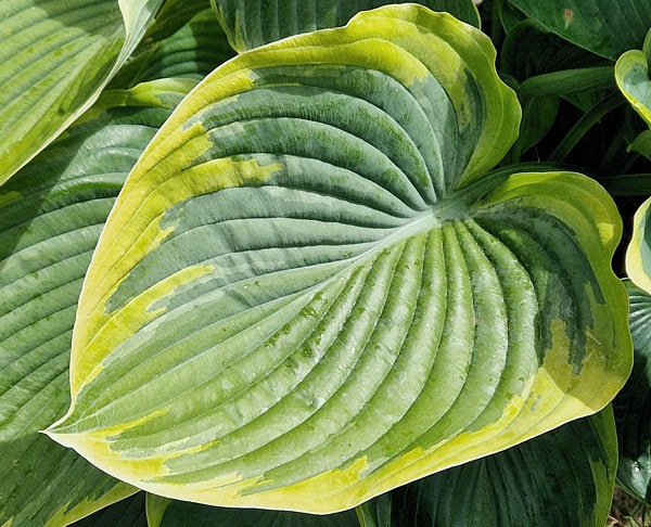 Hosta 'Wu La La'