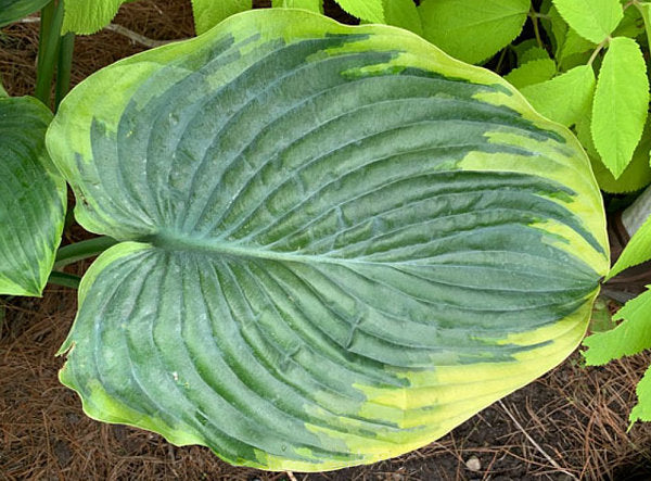 Hosta 'Wu La La'