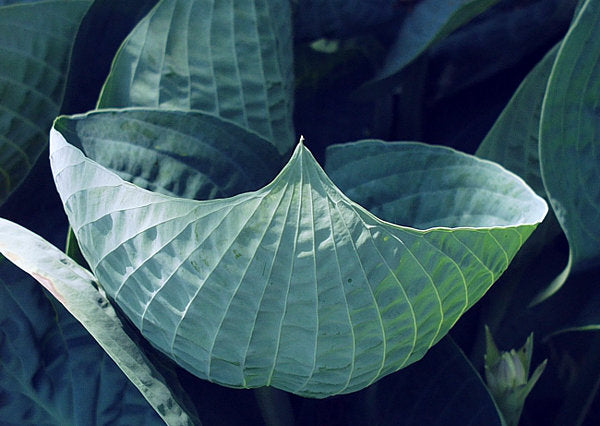 Hosta 'Abiqua Drinking Gourd'