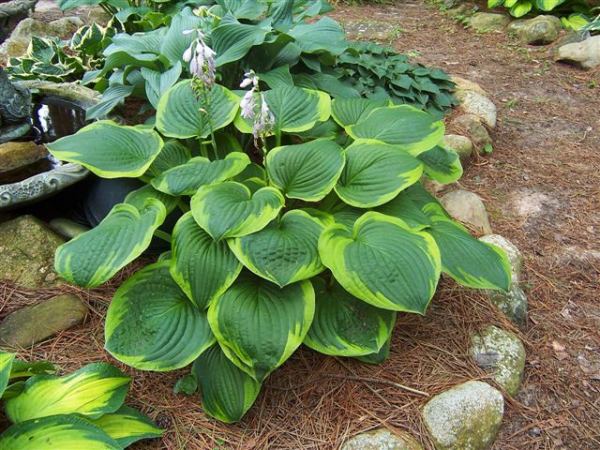 Hosta 'Abiqua Moonbeam'