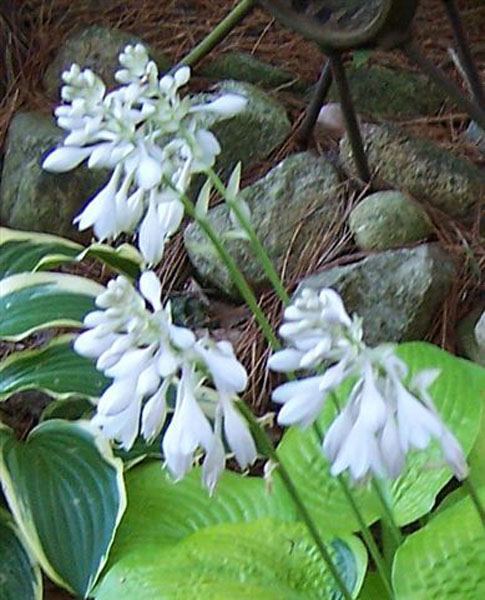 Hosta 'Abiqua Recluse'