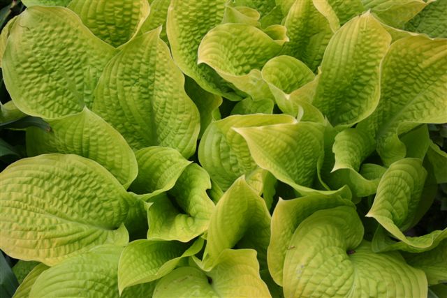 Hosta 'Abiqua Recluse'