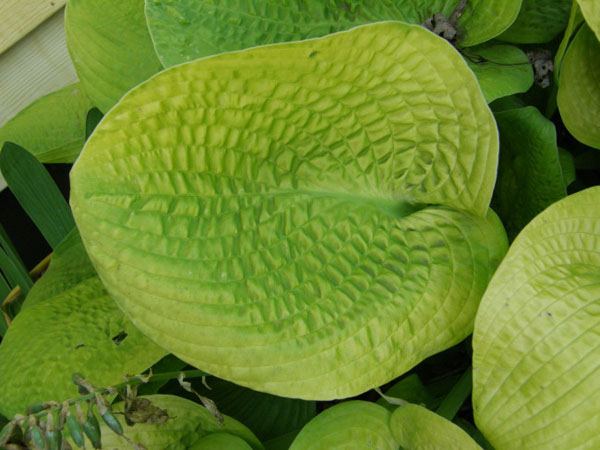 Hosta 'Abiqua Recluse'