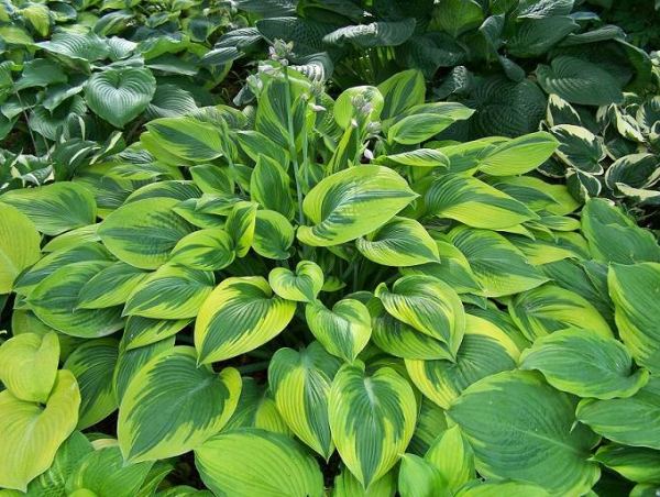 Hosta 'Alex Summers'