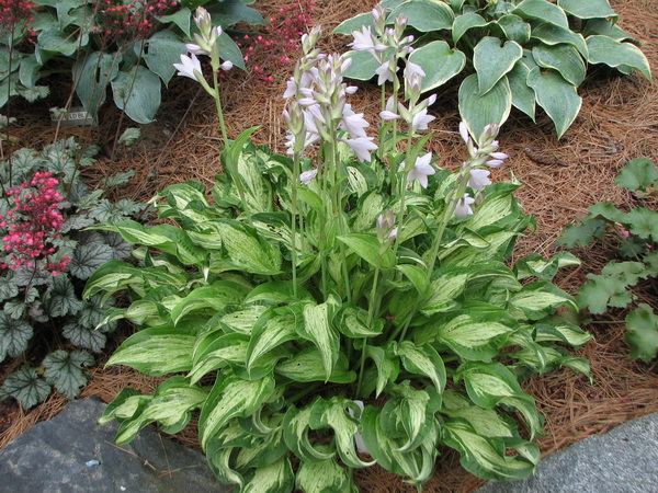 Hosta 'Allegan Fog'
