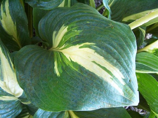 Hosta 'American Sweetheart'