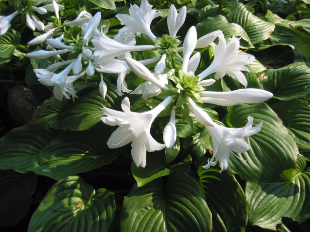Hosta 'Aphrodite'
