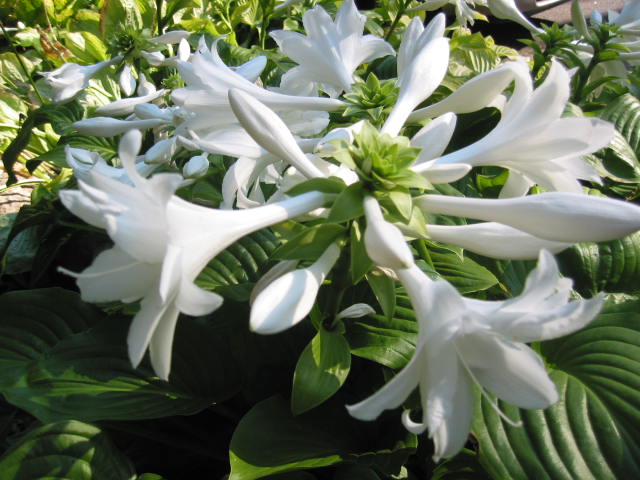 Hosta 'Aphrodite'