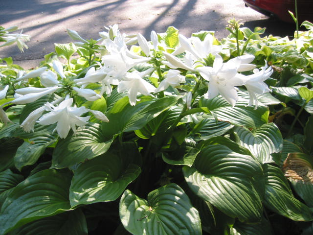 Hosta 'Aphrodite'