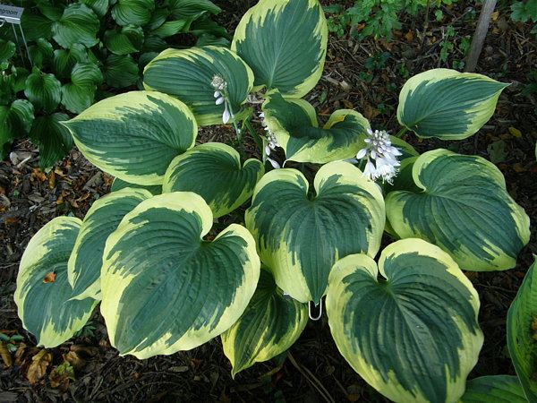 Hosta 'Band of Gold'