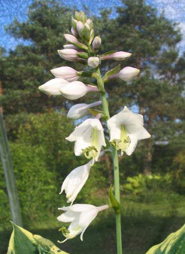 Hosta 'Band of Gold'
