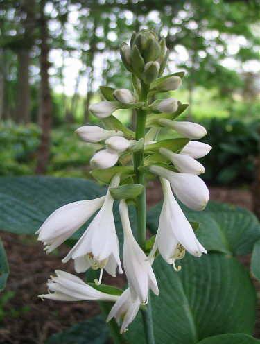 Hosta 'Big Daddy'