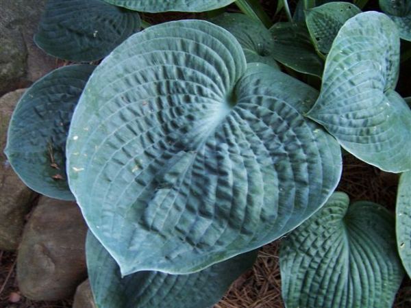 Hosta 'Big Daddy'
