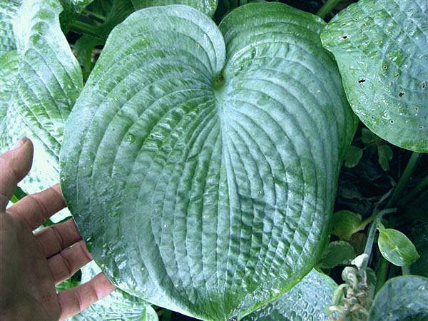 Hosta 'Big Daddy'