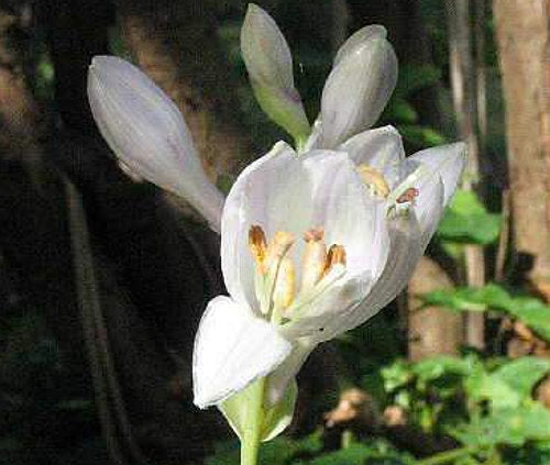 Hosta 'Blaze of Glory'