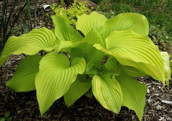 Hosta 'Blaze of Glory'