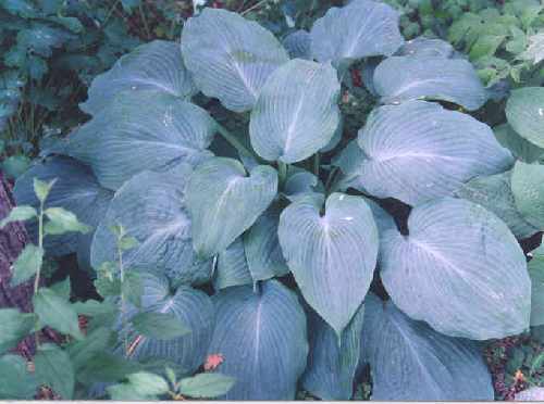 Hosta 'Blue Angel'