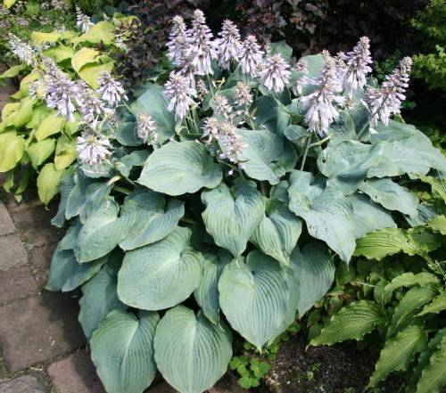 Hosta 'Blue Angel'