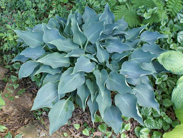 Hosta 'Blue Arrow'