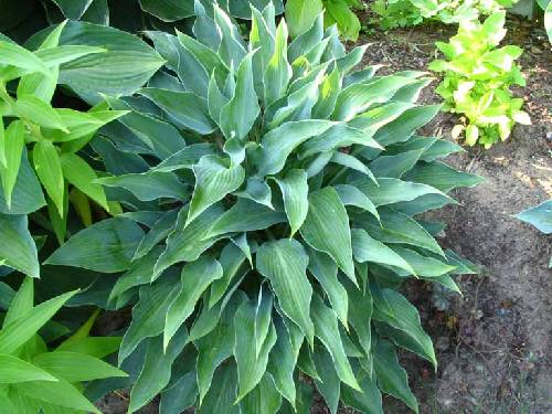 Hosta 'Blue Arrow'