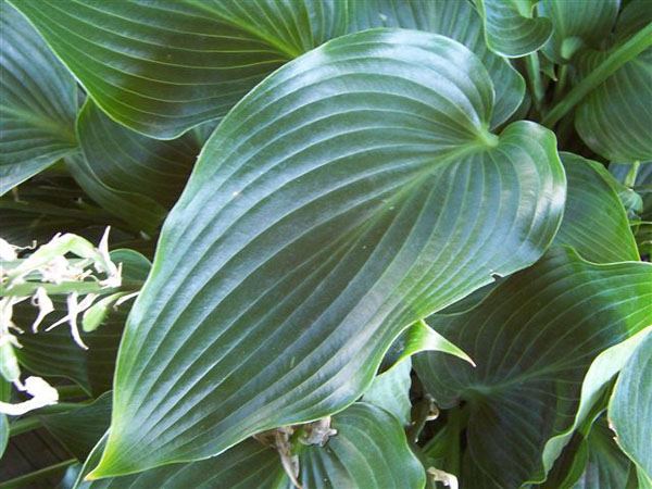 Hosta 'Blue Arrow'