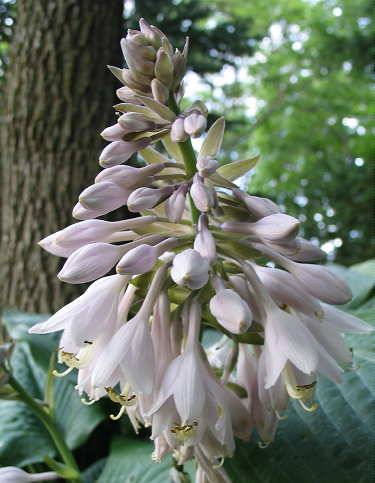 Hosta 'True Blue'
