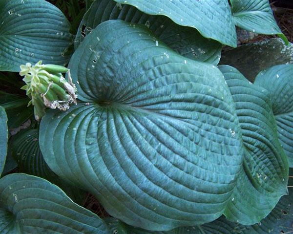 Hosta 'True Blue'