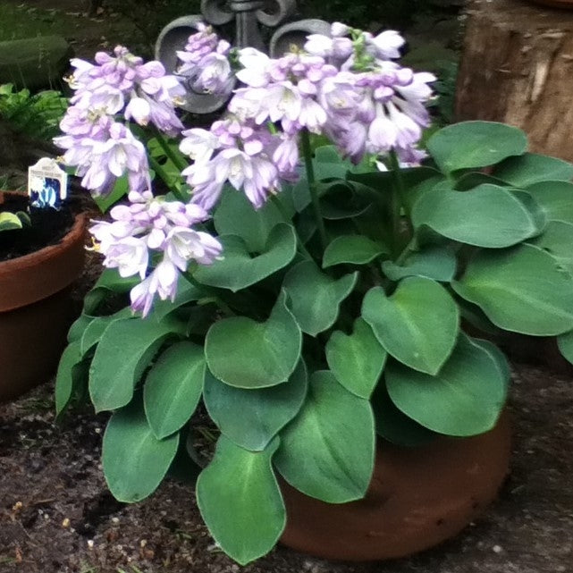 Hosta 'Blue Mouse Ears'