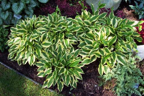 Hosta 'Bob Olson'
