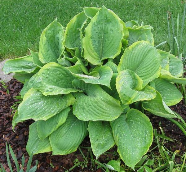 Hosta 'Bottom Line'