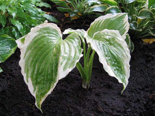Hosta 'Bridal Falls'