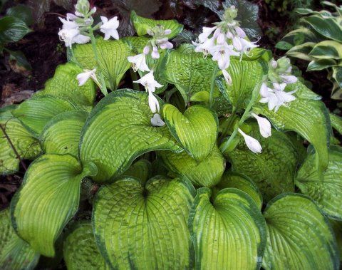 Hosta 'Bright Lights'