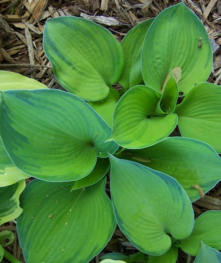 Hosta 'Bright Lights'
