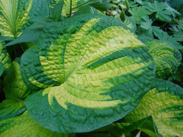 Hosta 'Brother Stefan'