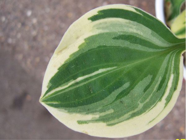 Hosta Cameo