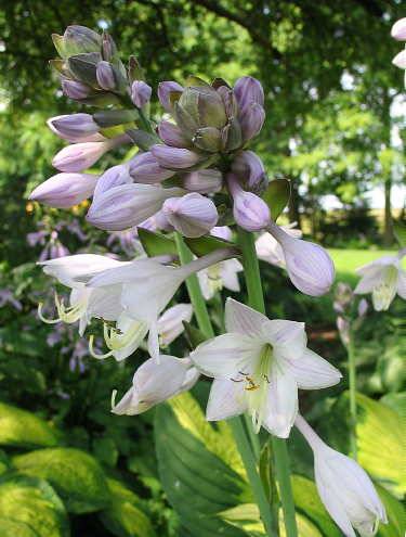 Hosta 'Captain Kirk'