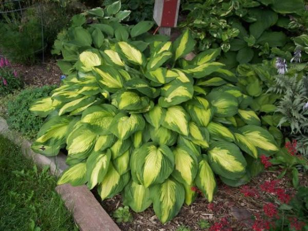 Hosta 'Captain Kirk'