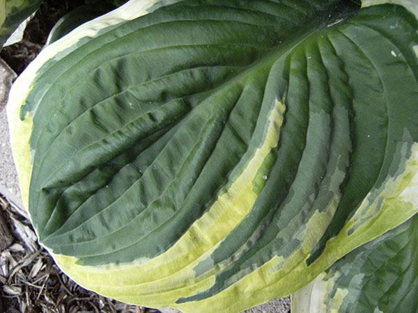 Hosta 'Carnival'