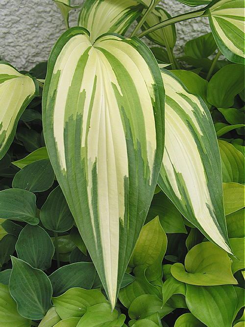Hosta 'Cascades'