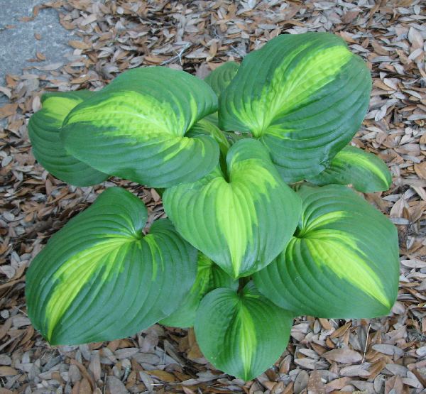 Hosta 'Cathedral Windows'