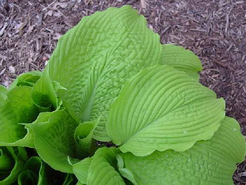 Hosta 'Choo Choo Train'