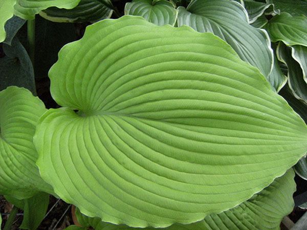 Hosta 'Choo Choo Train'
